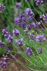 Naklejka premium Purple Lavender Flowers Blooming in Garden