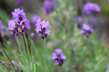 Obraz premium Beautiful Lavender Field with Purple Blossoms
