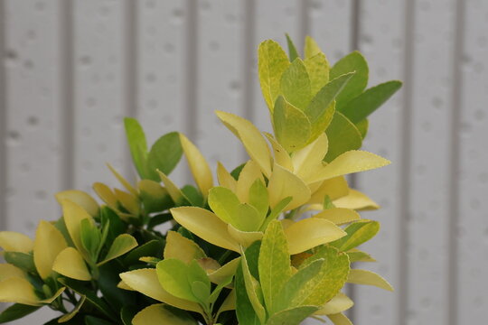 Close Up of Japanese Euonymus Tree Leaves