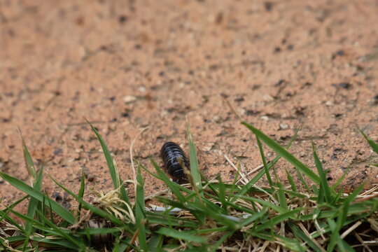 Pill Bug Crawling on a Stone