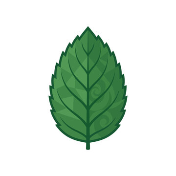 Single Green Mint Leaf Illustration with Serrated Edges and Detailed Veins on White Background.