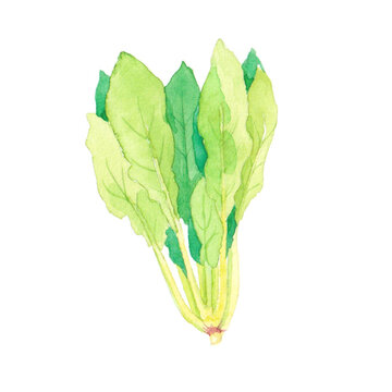 ほうれん草　水彩イラスト