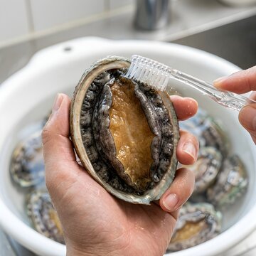fresh abalone