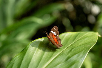 Butterfly Anartia amathea roeselia sitting on leaf © Lucia Tieko