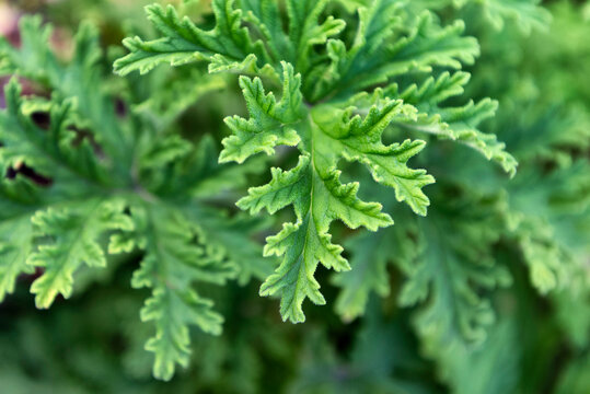 Pelargonium graveolens, malva cheirosa or rose geranium