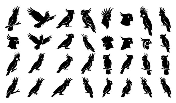 Cockatoo silhouette icon set featuring crested parrot tropical bird and wildlife vector collection