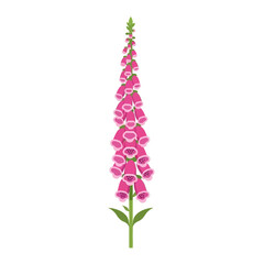 Vibrant pink digitalis foxglove flower spike with green leaves © Super