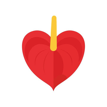 Red anthurium flower with heart shaped spathe and yellow spadix