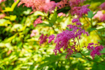 Obraz premium pink Philpendula in the garden