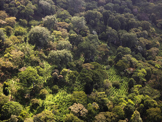 Naklejka premium Bird's eye view of a green forest with trees and plants in sunlight