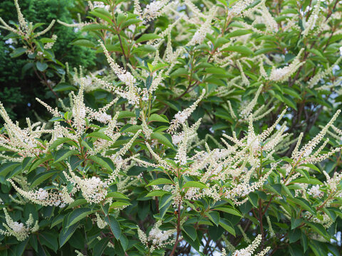 庭に咲くリョウブの花