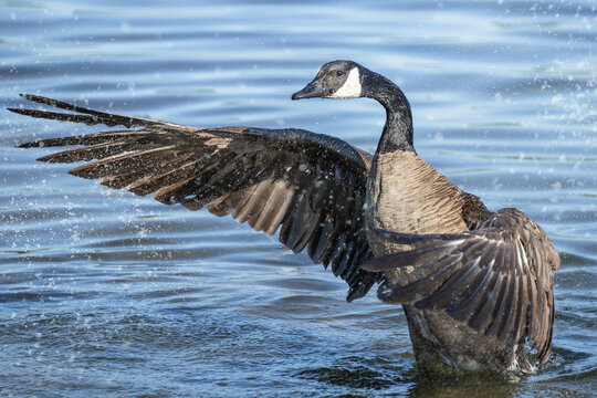Canada Goose (Branta canadensis) Flapping Wings and Splashing Water with Clear Head Profile at Bayfront Park, Hamilton, Ontario, Canada