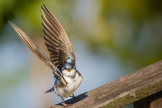 Tree Swallow (Tachycineta bicolor) Perched with Upraised Wings Looking at Camera at Bayfront Park, Hamilton, Ontario, Canada