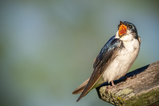 Tree Swallow (Tachycineta bicolor) Perched with Wide Open Beak Calling at Bayfront Park, Hamilton, Ontario, Canada