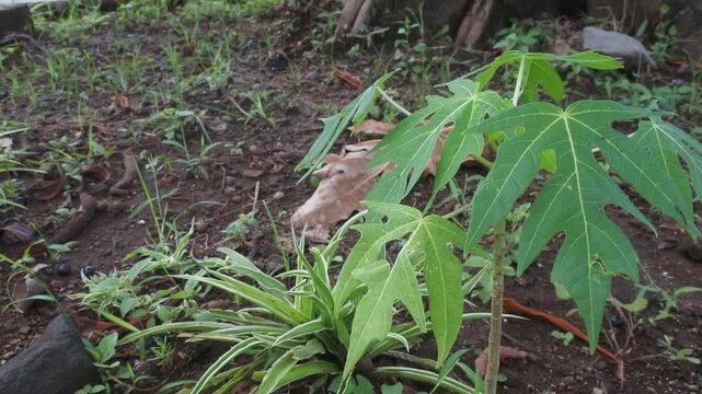 Japanese papaya, chaya, or cnidoscolus aconitifolius has green leaves which is one of the highly nutritious green vegetable plants that grows well in home gardens