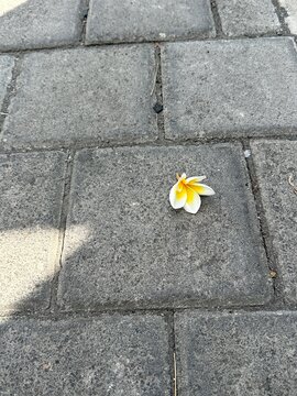 A single plumeria flower fallen on a grey concrete pavement stone