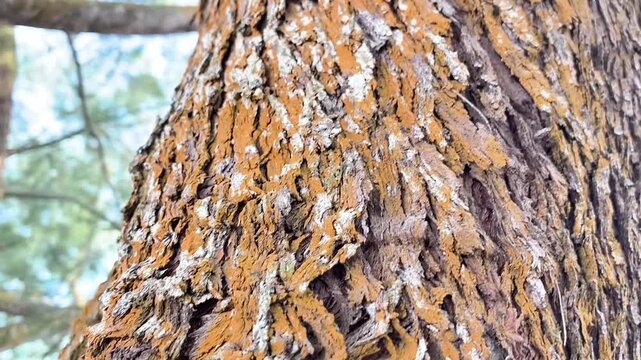A creative low-angle perspective shot looking up the textured brown bark of a large pine tree trunk, reaching out into sprawling branches and green leaves against a soft blue sky