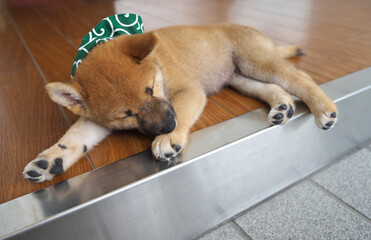 玄関先でうたた寝をする柴犬の赤ちゃん © tetsuya