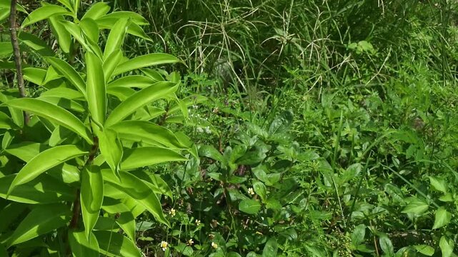 The fresh pacing, white pacing, or costus speciosus which is a natural herbal plant that grows wild in damp areas