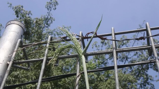 The bengala grass, megathyrsus maximus or panicum maximum, which is often used as animal feed, appears to be growing abundantly next to the iron fence that separates the area of ​​a plot of land
