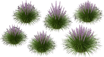 Obraz premium Set of purple lavender flower bushes with green grass foliage isolated on a white background vector illustration