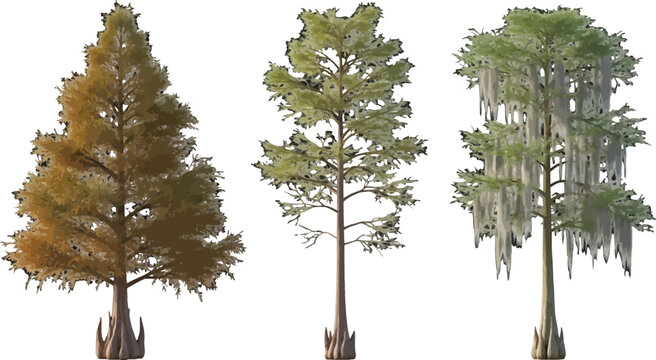 Set of three bald cypress trees with different foliage density and moss isolated on white background vector