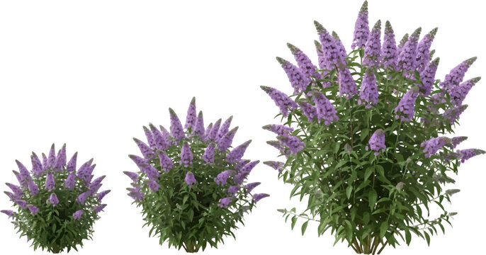 Three purple butterfly bush shrubs of varying sizes isolated on a white background as vector illustration