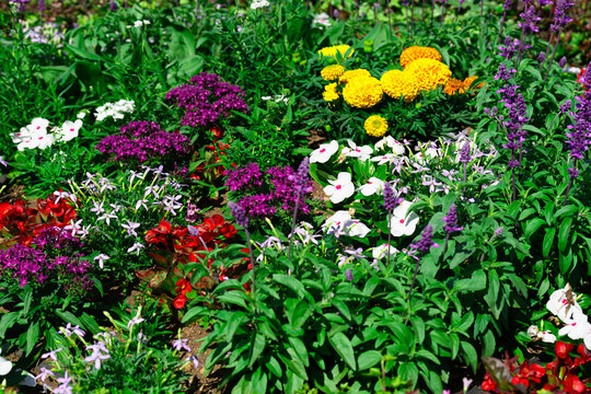 Colorful flower bed with various blooming flowers in summer garden