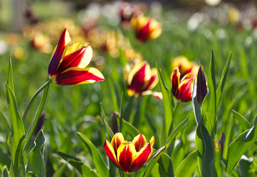 Tulips glowing in afternoon sun, Perth, Australia.