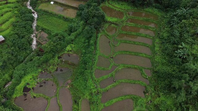 Rice terraces filled with water after rice harvesting on the sunrise.Aerial view of the rice field area, agricultural farms.