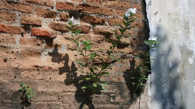 The green leafed and white flowered ashoka plant or Ixora finlaysoniana which is in bloom appears to be growing well in the gaps between the walls of an old brick building with peeling plaster