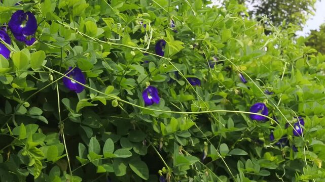 The butterfly pea or clitoria ternatea which grows abundantly, is beneficial for beauty, health and appears to be blooming