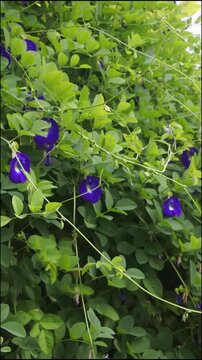 The butterfly pea or clitoria ternatea which grows abundantly, is beneficial for beauty, health and appears to be blooming