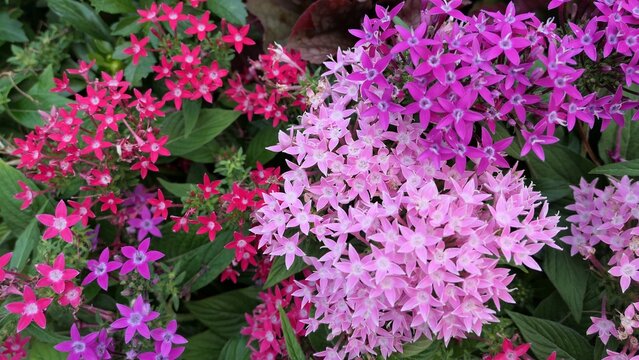 Colorful Pink and Magenta Pentas Flowers Blooming in a Summer Garden