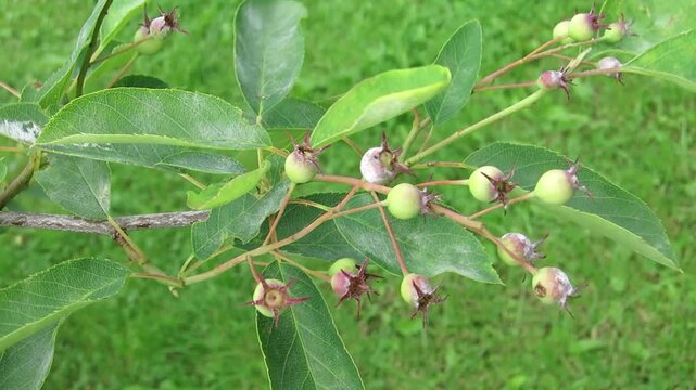 Close-Up View of Unripe Green Juneberries Growing on a Swaying Branch