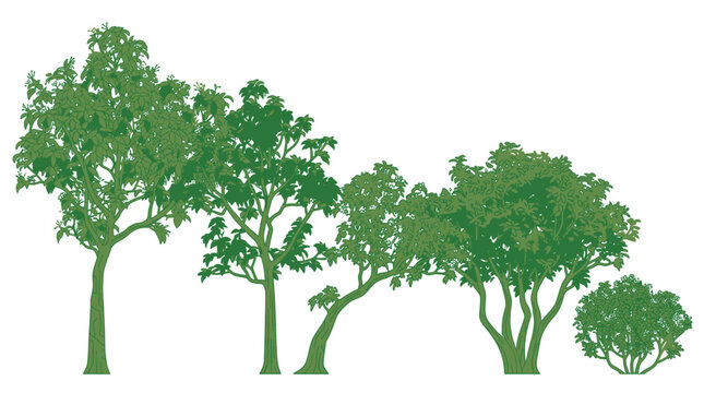 Cinq arbres verts de diff&eacute;rentes tailles et formes, isol&eacute;s sur fond blanc, illustrant la diversit&eacute; botanique.