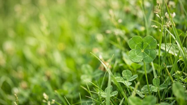 Four leaf clover in green grass under bright natural light