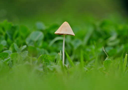 Tokyo, Japan - July 7, 2026: Closeup of white dunce cap or Conocybe albipes
