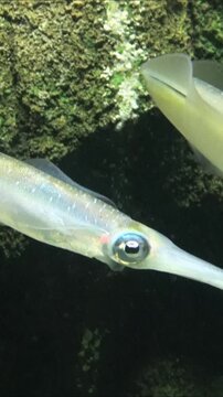 Vertical shot of Bigfin reef squids swimming underwater. Oval squid. Sepioteuthis lessoniana. Closeup. 4K