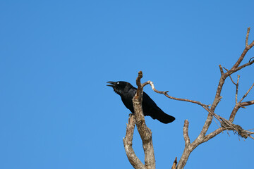 Fototapeta premium Australian Torresian Crow Perched on Bare Tree Branch Against Blue Sky