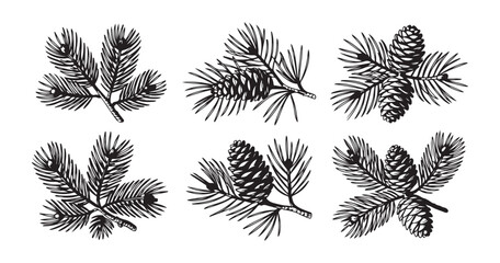 Hand drawn spruce branch sketches with pine cones for botanical winter illustrations and holiday patterns. © Labib
