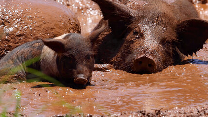 Two Piglets Resting and Cooling Off in a Thick Mud Bath © blueringmedia
