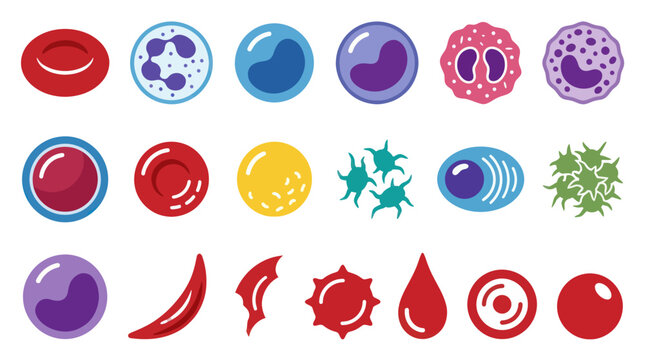 Medical Biology Human Blood Cell Types Flat Vector Illustration Collection for Healthcare Education