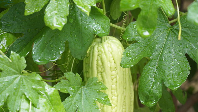 Chinese bitter melon in the garden,  vegetable for cover and poster 