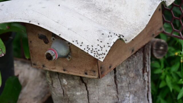 Stingless bees with their hive box. In Thailand, they are highly valued for pollinating local flora and producing unique, tart-tasting honey.