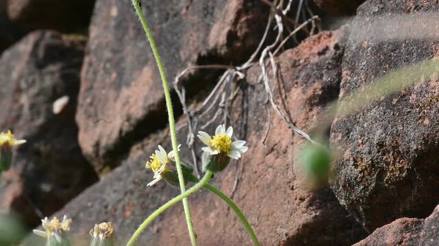 Tridax procumbens flowers. Its common names &nbsp;coatbuttons, tridax daisy, Dagdi pala and Nuke noh grass. This is a species of flowering plant in the&nbsp;daisy family. 