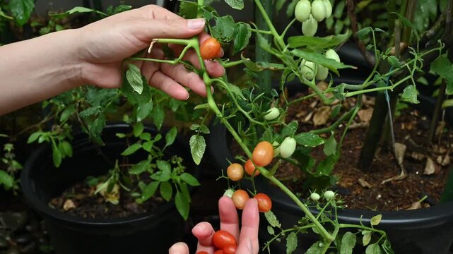 Someone hands picking cherry tomatoes. Tomatoes are low in calories and provide important nutrients like vitamin C and potassium. 