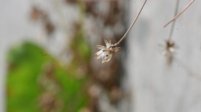 Tridax procumbens flowers. Its common names &nbsp;coatbuttons, tridax daisy, Dagdi pala and Nuke noh grass. This is a species of flowering plant in the&nbsp;daisy family. 