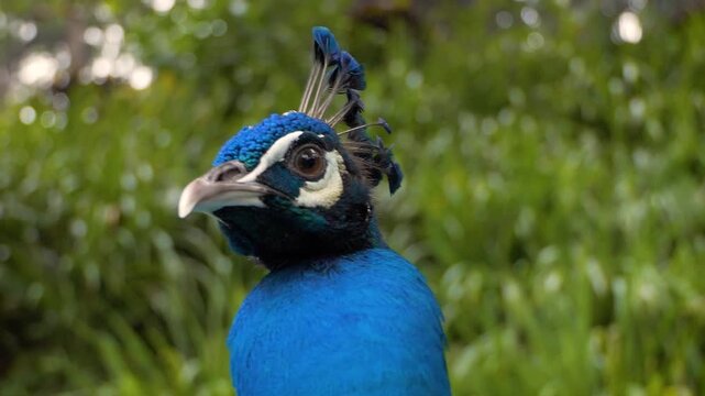 Peacock Bird - Close Head - Full HD CU