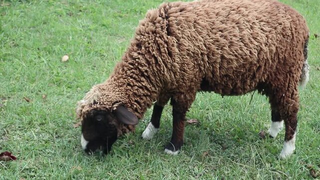 A fat sheep grazing on grass
